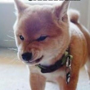 Meet your Posher, Gregory